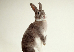 Factores bióticos en los ecosistemas Instructional Video