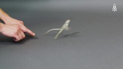 The swift and striking collared lizard Instructional Video