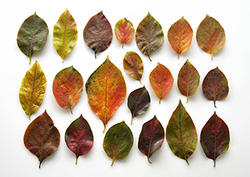 Plant classification Instructional Video