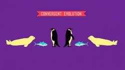 Comparative Anatomy: What Makes Us Animals - Crash Course Biology Instructional Video