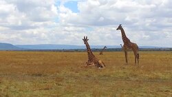 group of giraffes in savanna at africa Stock Footage