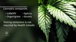 Cannabis vaping product for sale despite lack of Health Canada testing News Clip
