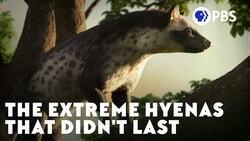 The Extreme Hyenas That Didn't Last Instructional Video