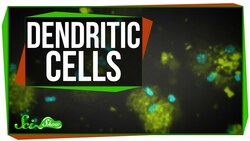 Dendritic Cells: Scishow Talk Show Instructional Video