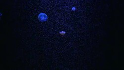 Close-up Jellyfish, Medusa in fish tank with neon light. Stock Footage