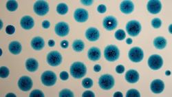 TED-Ed: The most colorful gemstones on Earth | Jeff Dekofsky Instructional Video