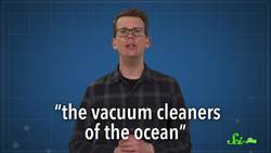 An Ode to Salps: Our Gelatinous Marine Cousins Instructional Video