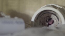 Saving This Mouse Species Is Very Important for Zookeepers Instructional Video