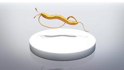 Puppies spreading drug-resistant bacterial illnesses Instructional Video