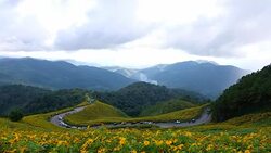 View of Mexican Sunflower in Mae Hong Son Province of Thailand Stock Footage