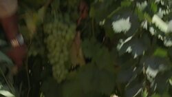 Authentic arak returns to West Bank Instructional Video