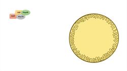 Chaperone-Mediated Autophagy (CMA) | Selection, Mechanism and Regulation Instructional Video