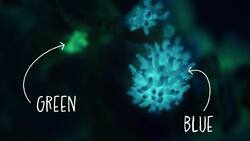 I WONDER - What Colours Do Bioluminescent Animals Make? Instructional Video
