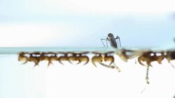 Mosquitos larva adult, Example in the laboratory - scientific research and development concept. Stock Footage