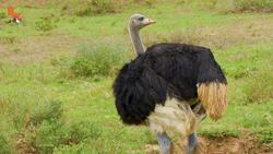 Ultimate Safari Adventure! Instructional Video