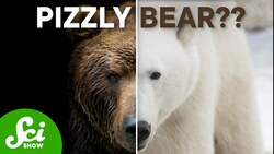 They're Breaking the Species Barrier Instructional Video