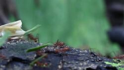 I WONDER - What Are Leafcutter Ants? Instructional Video