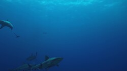 The Great Coral Reefs of Australia Instructional Video