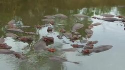 herd of hippos in mara river at africa Stock Footage