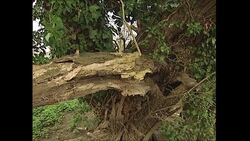 A new bid to lure back otters to the River Thames has been launched by Sir David Attenborough News Clip