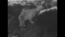 Polar bears at New York Zoo News Clip