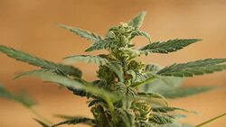 medical cannabis Stock Footage