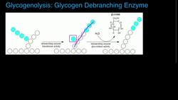 Glycogen Debranching Enzyme Functions and Mechanism Instructional Video
