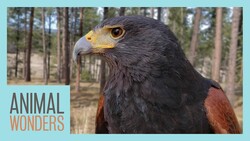 A Walk with Hara the Harris's Hawk Instructional Video