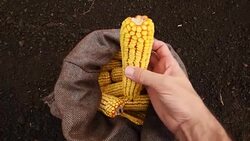 Farmer picking harvested corn cobs from burlap sack, top view Stock Footage