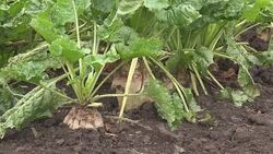 Sugar beet root crop organically grown Stock Footage