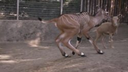 Meet a Four-Day-Old Eastern Giant Eland Calf Instructional Video