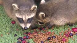Sask. woman rehabs baby raccoons after mothers are shot and killed News Clip