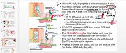 General Ribosome Physiology and Mechanism Part 1 Instructional Video