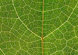 Chlorophyll Instructional Video