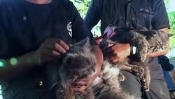 How to Massage Your Cat Instructional Video