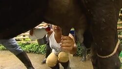 SURVIVOR'S GUIDE - A Cowboy's Story Instructional Video