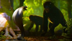 How Snake Venom Sparked An Evolutionary Arms Race Instructional Video