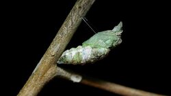 Metamorphosis of cocoon butterfly time lapse Stock Footage