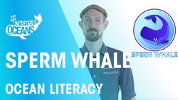 Sperm whale Instructional Video