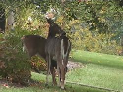 Introduction to Ecology Fundamentals Instructional Video