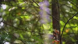 Green vegetation in the Siberian forest. Stock Footage