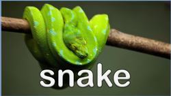 Wild Animal Sounds for Kids and Toddlers Instructional Video