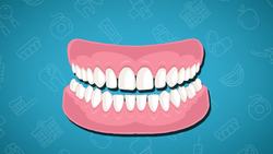 Five Facts - Teeth Instructional Video