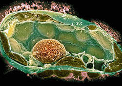 Cellulose Instructional Video