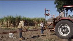The 'silent massacre' killing El Salvador's sugarcane workers News Clip
