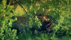 Leopards: Behavior, Habitat, and Survival Instructional Video