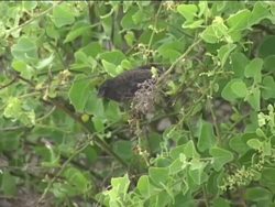 Classifying the Diversity of Living Things Instructional Video