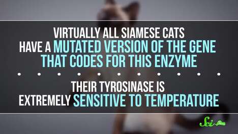 The Delightful Mutation Behind Siamese Cats