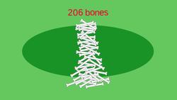 The Skeleton Instructional Video