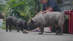 Senior Asian man feed food to french two bulldog. Concept: a parodist dog, favorite animals, true friends, a dog's pedigree, a friend's dog, a small wool, play Stock Footage